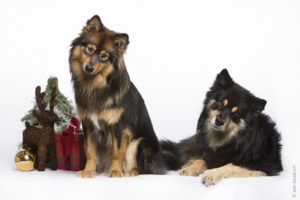 PetBook_Noel_Ana_011_HD
